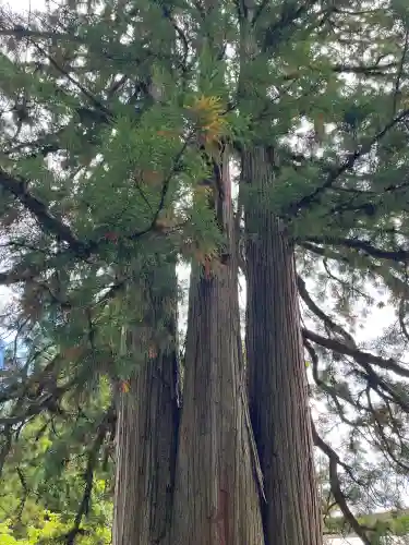 戸隠神社中社の{uncategorized: "未分類", other: "その他", undefined: "問題あり", building: "その他建物", grave: "お墓", sacred_gate: "鳥居", guardian: "狛犬", statue: "像", buddha: "仏像", history: "歴史", nature: "自然", garden: "庭園", animal: "動物", pagoda: "塔", temizu: "手水舎", mountain_gate: "山門・神門", sanctuary: "本殿・本堂", subordinate: "末社・摂社", art: "芸術", scenery: "景色", jizo: "地蔵", ema: "絵馬", goshuin: "御朱印", omikuji: "おみくじ", items: "授与品その他", amulet: "お守り", goshuincho: "御朱印帳", eats: "食事", festival: "お祭り", votive_dance: "神楽", shichigosan: "七五三参", wedding: "結婚式", experience: "体験その他", initially: "初詣", around: "周辺", anti_infection: "感染症対策"}