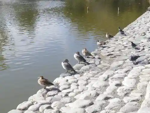 鶴岡八幡宮の庭園