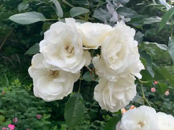 曽我浅間神社(静岡県)