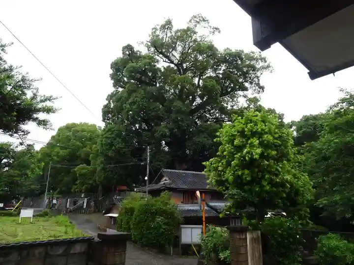 伊倉南八幡宮の自然