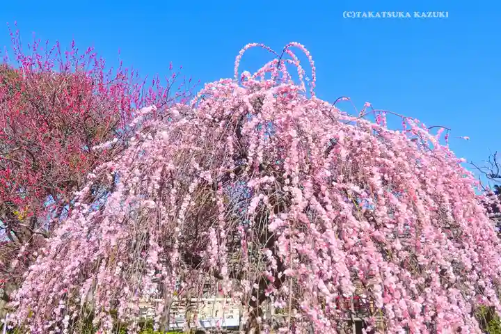 亀戸天神社(東京都)