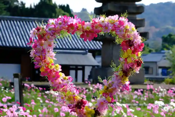 般若寺 ❁コスモス寺❁(奈良県)