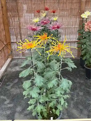 本願寺（西本願寺）(京都府)