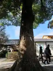 伊奴神社の自然