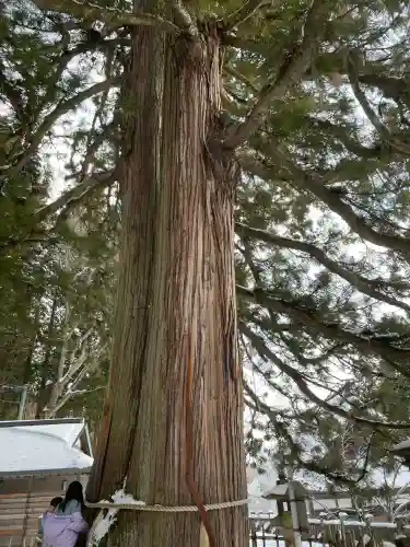 戸隠神社中社(長野県)
