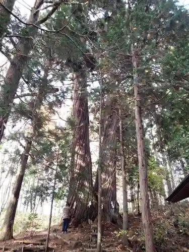 戸隠神社火之御子社の自然
