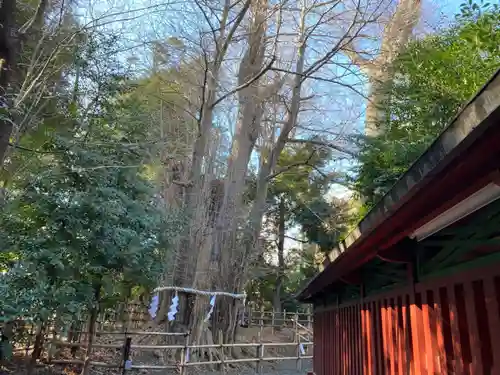 大國魂神社の自然