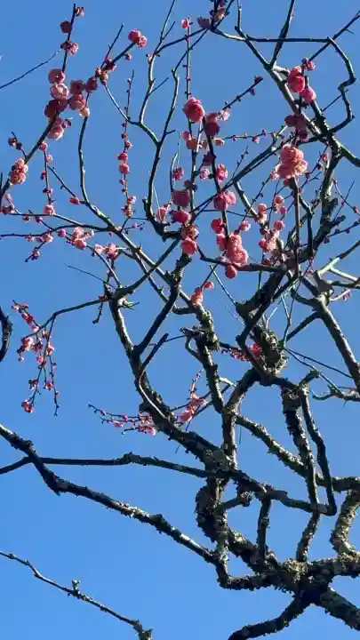 瑞泉寺の{uncategorized: "未分類", other: "その他", undefined: "問題あり", building: "その他建物", grave: "お墓", sacred_gate: "鳥居", guardian: "狛犬", statue: "像", buddha: "仏像", history: "歴史", nature: "自然", garden: "庭園", animal: "動物", pagoda: "塔", temizu: "手水舎", mountain_gate: "山門・神門", sanctuary: "本殿・本堂", subordinate: "末社・摂社", art: "芸術", scenery: "景色", jizo: "地蔵", ema: "絵馬", goshuin: "御朱印", omikuji: "おみくじ", items: "授与品その他", amulet: "お守り", goshuincho: "御朱印帳", eats: "食事", festival: "お祭り", votive_dance: "神楽", shichigosan: "七五三参", wedding: "結婚式", experience: "体験その他", initially: "初詣", around: "周辺", anti_infection: "感染症対策"}