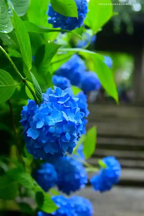 明月院(神奈川県)