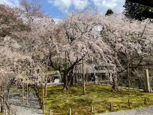 常照皇寺の庭園