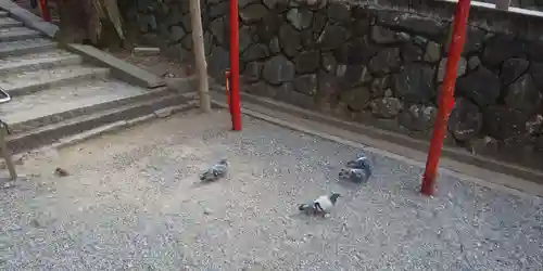 吉田神社の動物