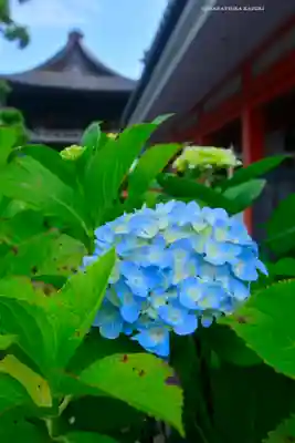 高幡不動尊　金剛寺(東京都)
