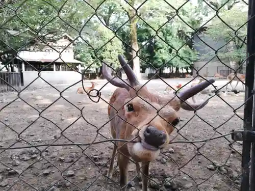 三嶋大社の動物