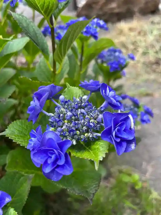 宝壽山 吉祥院の自然