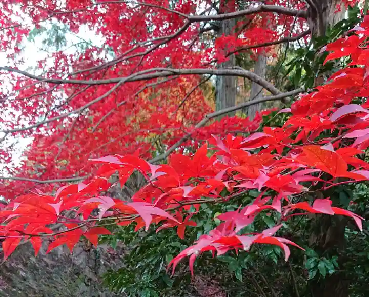 唐澤山神社の自然