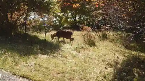 三峯神社(埼玉県)