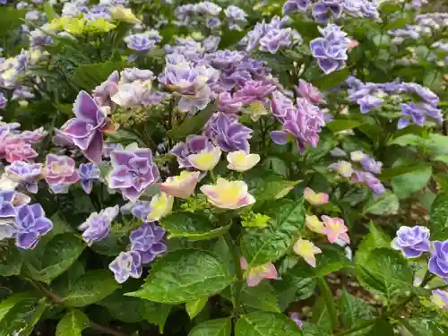 二本松寺の自然