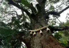 蛭児神社の自然