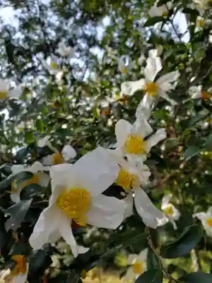 沙沙貴神社(滋賀県)