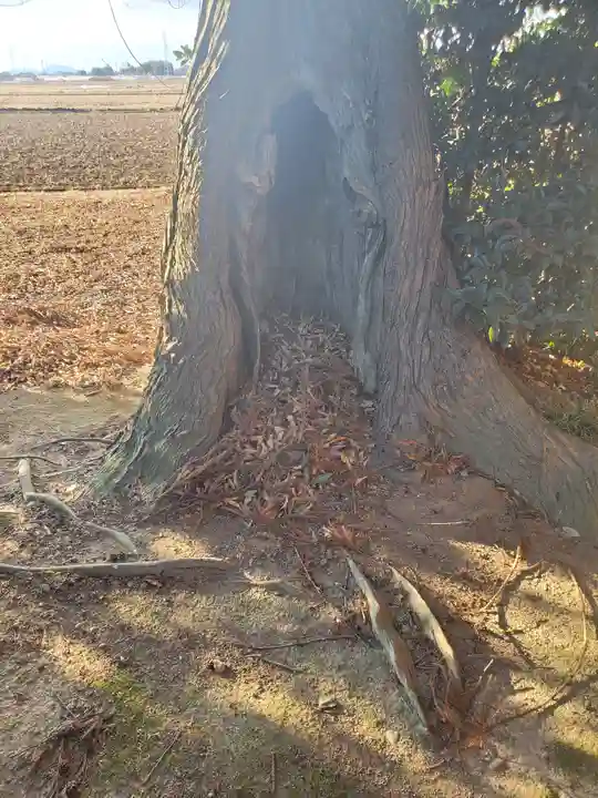 八龍神社の自然