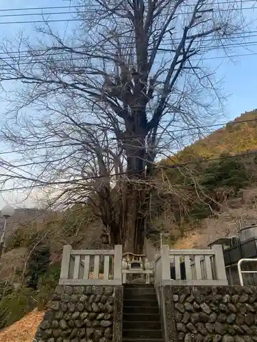 身延山 本行坊の自然