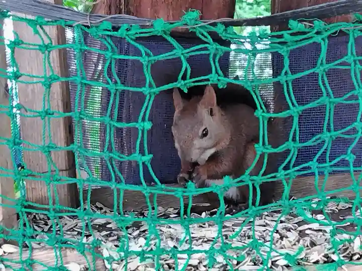 上川神社の動物