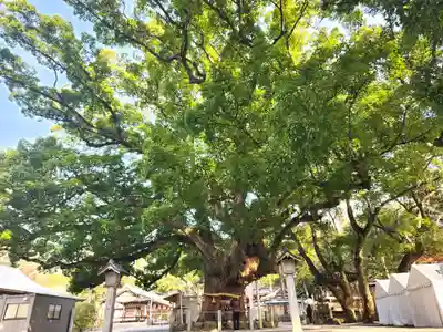 大麻比古神社の自然
