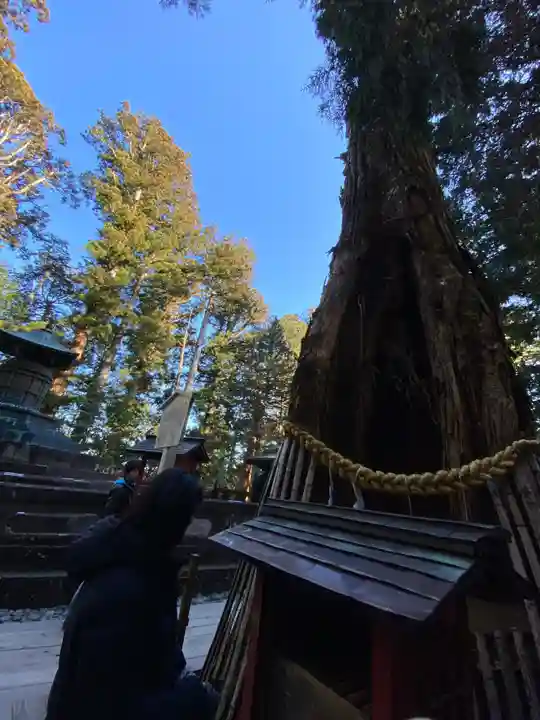 日光東照宮の自然