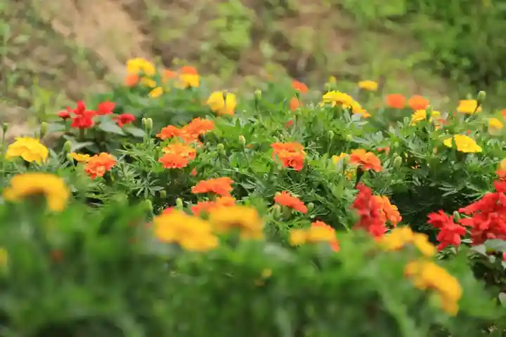 阿久津「田村神社」(郡山市阿久津町)旧社名:伊豆箱根三嶋三社の庭園