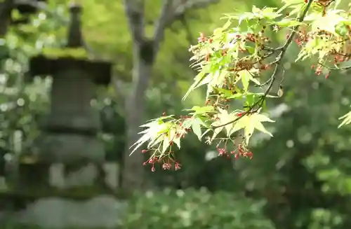善法律寺(京都府)