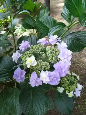 宝満宮竈門神社の自然