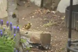 宝光寺の動物(2021年07月31日(土) 14時08分56秒投稿)