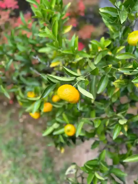 橿原神宮(奈良県)