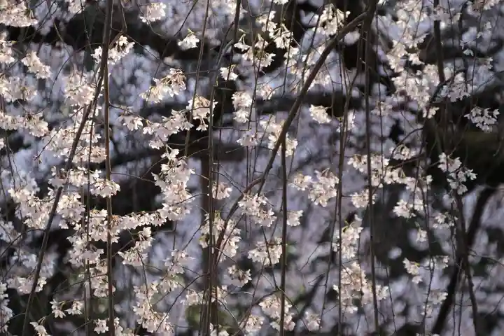 小川諏訪神社の自然