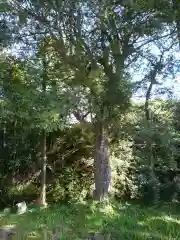 原地神社の自然