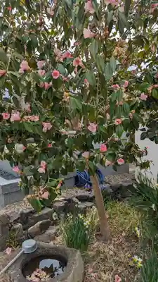 大松禅寺(京都府)