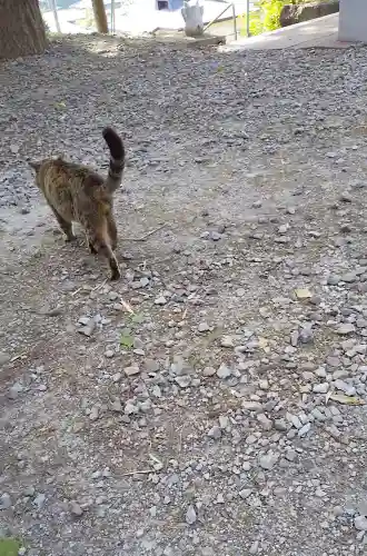 鹿角八坂神社の動物