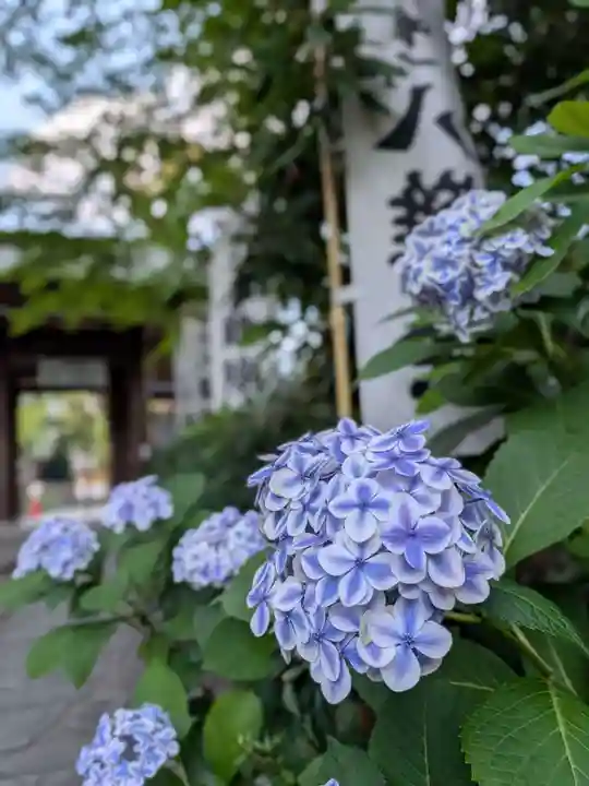 阿佐ヶ谷神明宮(東京都)
