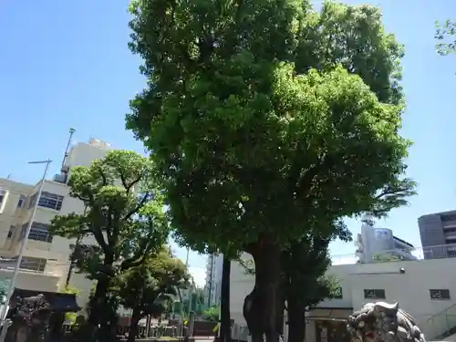 お三の宮日枝神社の自然