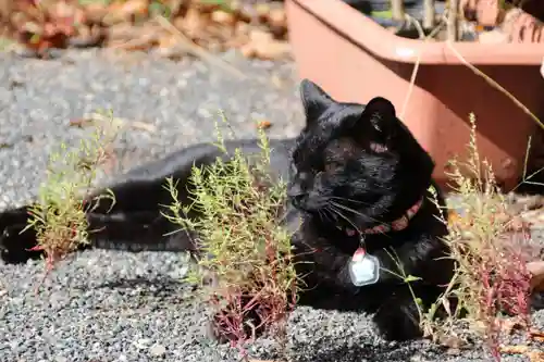 高司神社〜むすびの神の鎮まる社〜の動物
