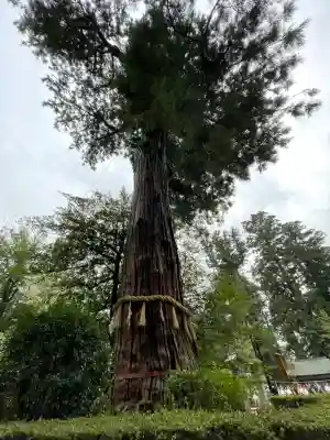 香取神宮の{uncategorized: "未分類", other: "その他", undefined: "問題あり", building: "その他建物", grave: "お墓", sacred_gate: "鳥居", guardian: "狛犬", statue: "像", buddha: "仏像", history: "歴史", nature: "自然", garden: "庭園", animal: "動物", pagoda: "塔", temizu: "手水舎", mountain_gate: "山門・神門", sanctuary: "本殿・本堂", subordinate: "末社・摂社", art: "芸術", scenery: "景色", jizo: "地蔵", ema: "絵馬", goshuin: "御朱印", omikuji: "おみくじ", items: "授与品その他", amulet: "お守り", goshuincho: "御朱印帳", eats: "食事", festival: "お祭り", votive_dance: "神楽", shichigosan: "七五三参", wedding: "結婚式", experience: "体験その他", initially: "初詣", around: "周辺", anti_infection: "感染症対策"}