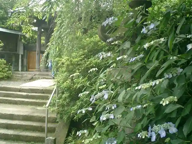 安國論寺(安国論寺)の自然