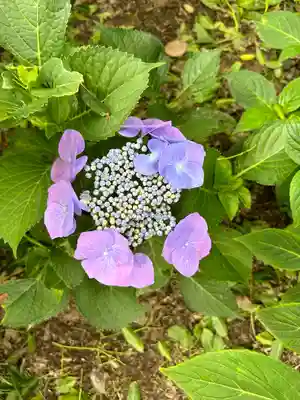 能護寺(埼玉県)
