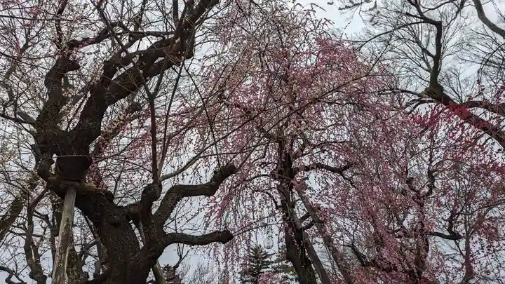 北野天満宮(京都府)