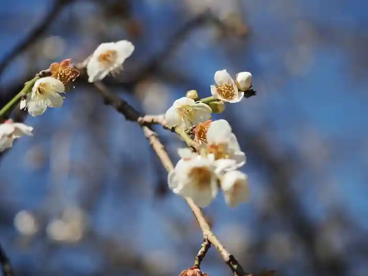 赤城神社(東京都)