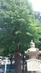 草加神社の自然