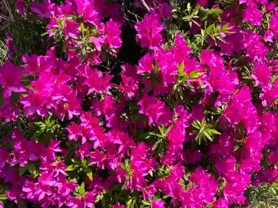 玉井宮東照宮の自然