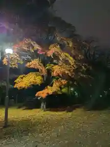厚別神社(北海道)(2024年11月11日(月) 10時54分10秒投稿)