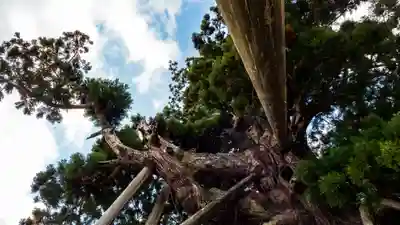 玉若酢命神社の自然