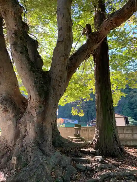 諏訪大社上社前宮の自然